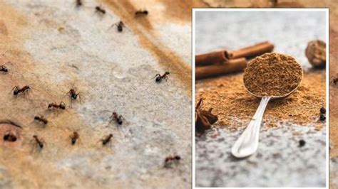 karıncalar hangi kokuyu sevmez